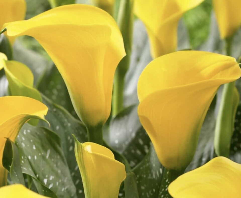 BULK SPECIAL Golden Calla Lilly bulbs x 60